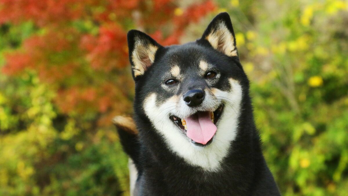 柴犬の価格