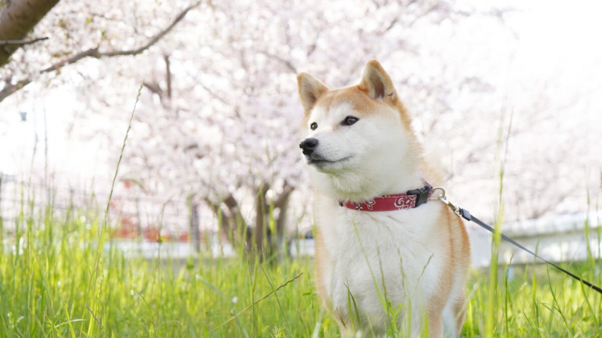 柴犬の飼い方