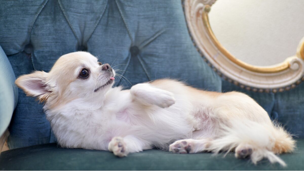 犬がお腹を見せる理由とは